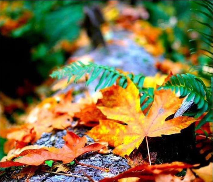 Autumn leaves with mold